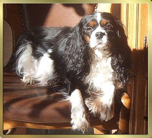 Tricolour Cavalier-King-Charles-Spaniel Maedchen Earlydream liegt auf einem Lederstuhl in der Sonne