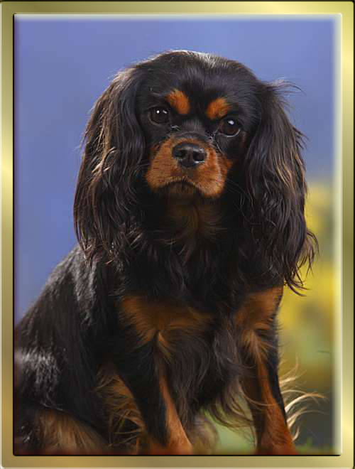 Black & Tan Cavalier King Charles Spaniel Mädchen (Lilly) Darling The Lovley Indy's sitzt