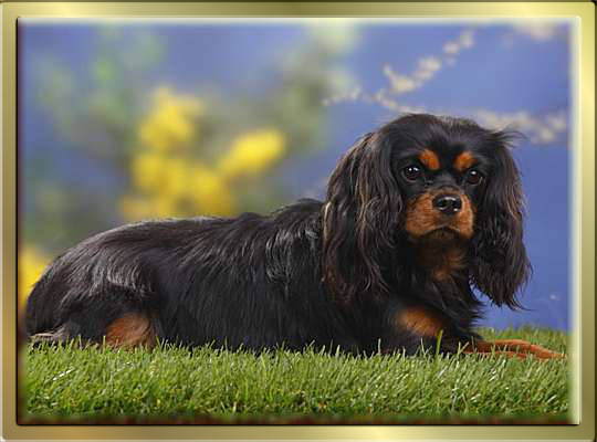 Black & Tan Cavalier King Charles Spaniel Mädchen (Lilly) Darling The Lovley Indy's liegt